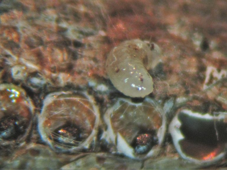 Rupsen in hun eitjes en larve A. bifasciatus