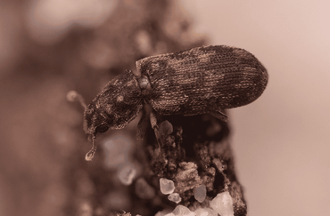 De somberkever (Synchita undata)