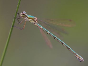 De tengere pantserjuffer profiteert van een opwarmend klimaat