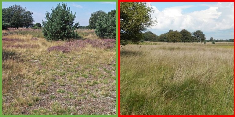 Een 'goede' gevarieerde heide (links) en een vergraste heide, ongeschikt voor de heivlinder (rechts)