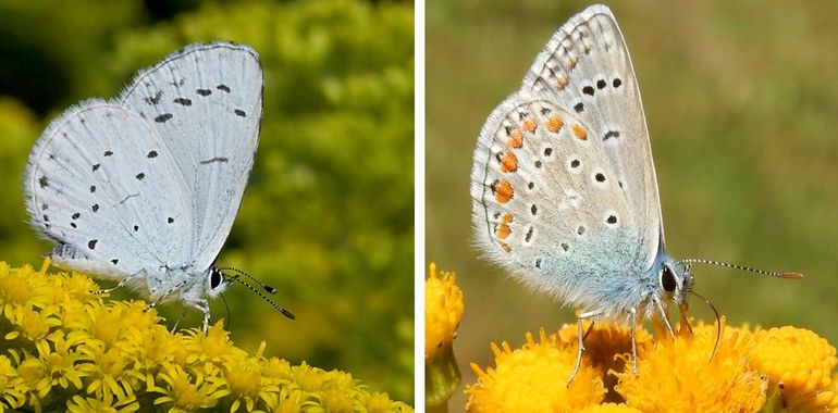 Boomblauwtje (links) en icarusblauwtje (rechts)