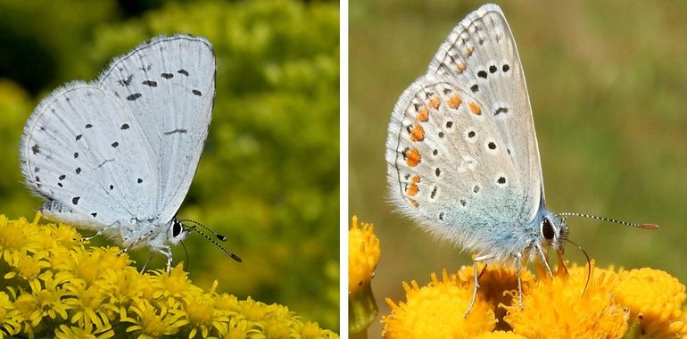 Boomblauwtje (links) en icarusblauwtje (rechts)