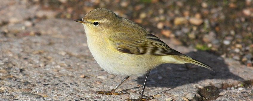 Phylloscopus collybita. Tjiftjaf