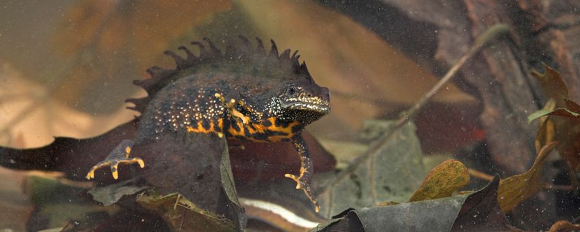 Kamsalamander