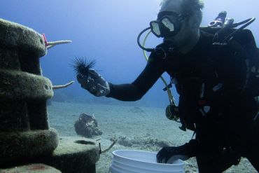 Een van de onderzoekers die Diadema zee-egels uitzet op een kunstmatig rif