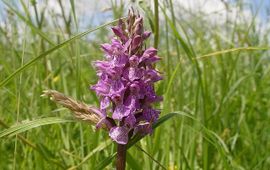 Rietorchis in De Staart, Oud Beijerland