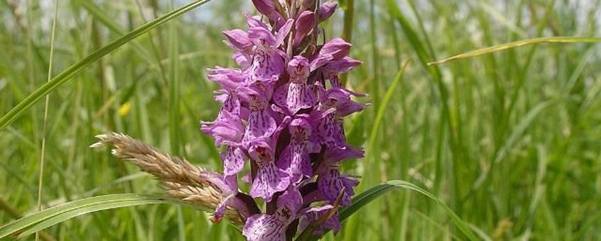 Rietorchis in De Staart, Oud Beijerland