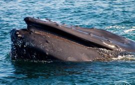 Bultrug. Humpback whale (Megaptera novaeangliae)