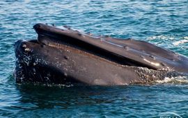 Kai Wulf, Saba Conservation Foundation Bultrug. Humpback whale (Megaptera novaeangliae)