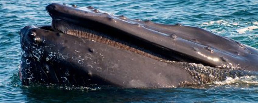 Bultrug. Humpback whale (Megaptera novaeangliae)