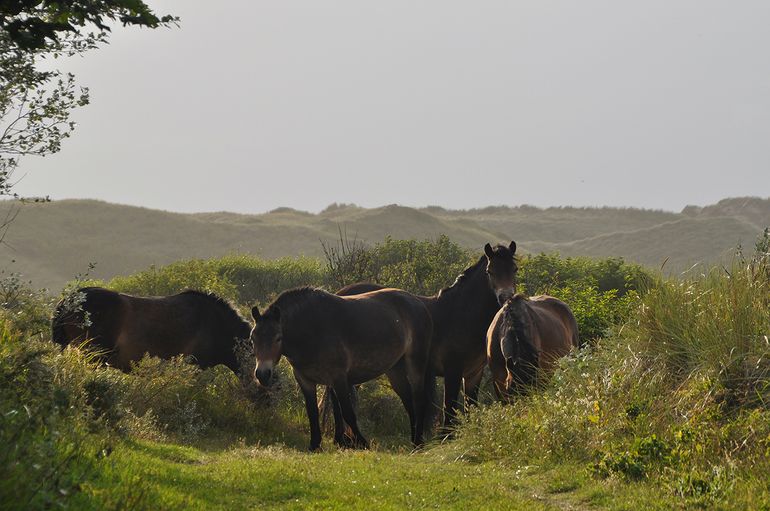 Exmoorpony's in de duinen