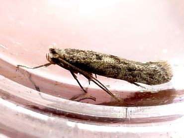 Het pedaalmotje Argyresthia impura gevonden op 11 januari 2018 in IJmuiden