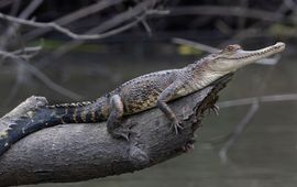 Nik Borrow Centraal-Afrikaanse krokodil Mecistops leptorhynchus
