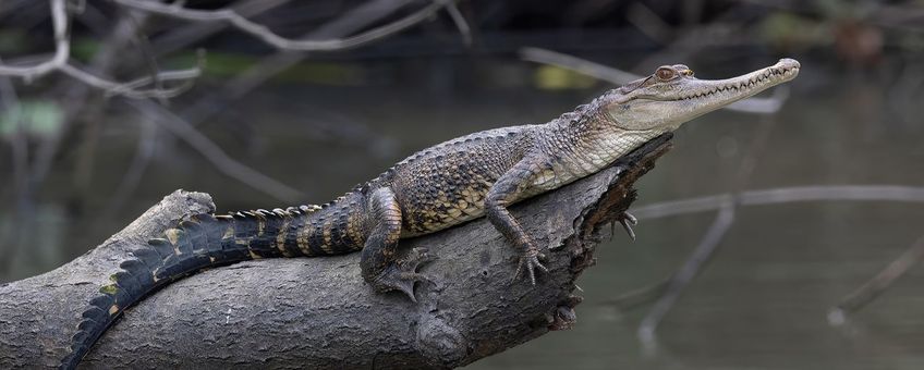 Centraal-Afrikaanse krokodil Mecistops leptorhynchus