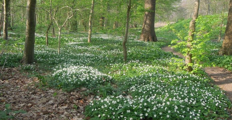 Bosanemonen in Hortus Nijmegen