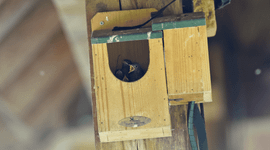 Juveniele hybriden roodstaart