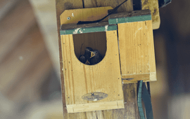 Juveniele hybriden roodstaart