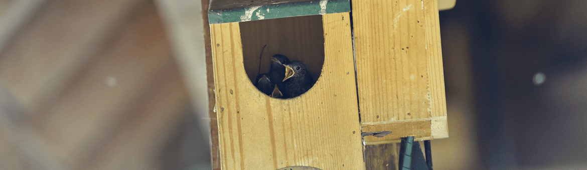 Juveniele hybriden roodstaart