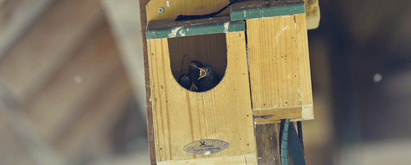 Juveniele hybriden roodstaart