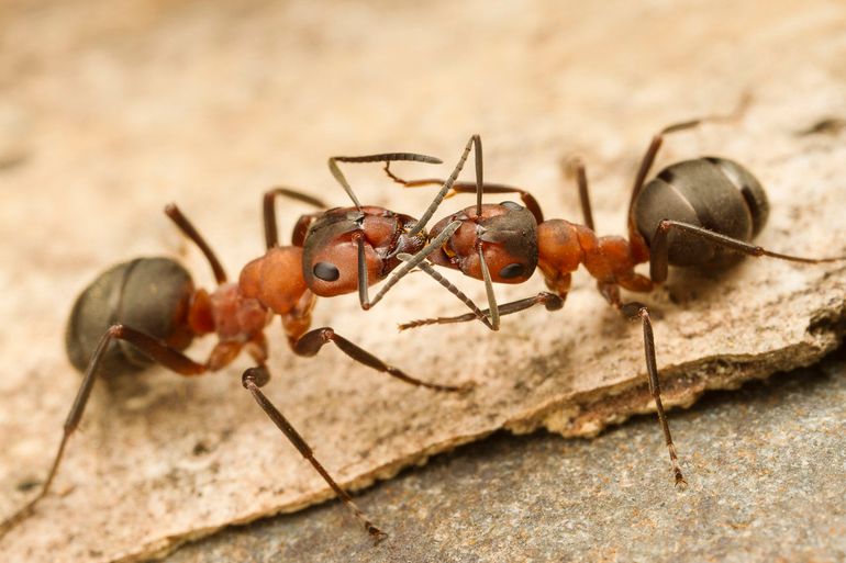 Behaarde bosmieren. In de bosreservaten met veel structuurvariatie en dood hout is het aantal mierensoorten en de dichtheid aan mieren veel hoger
