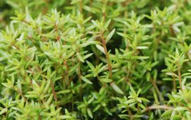 Wout van der Slikke Watercrassula