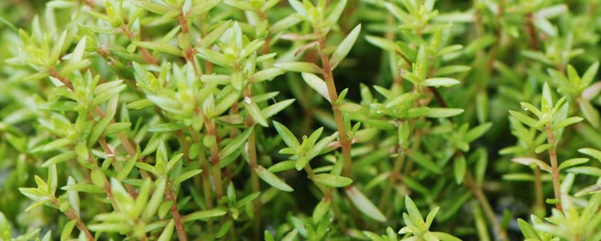 Watercrassula