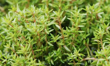 Watercrassula