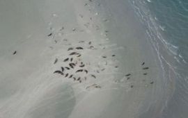 zeehonden op zanplaat