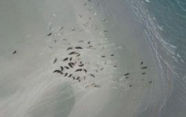 IMARES zeehonden op zanplaat
