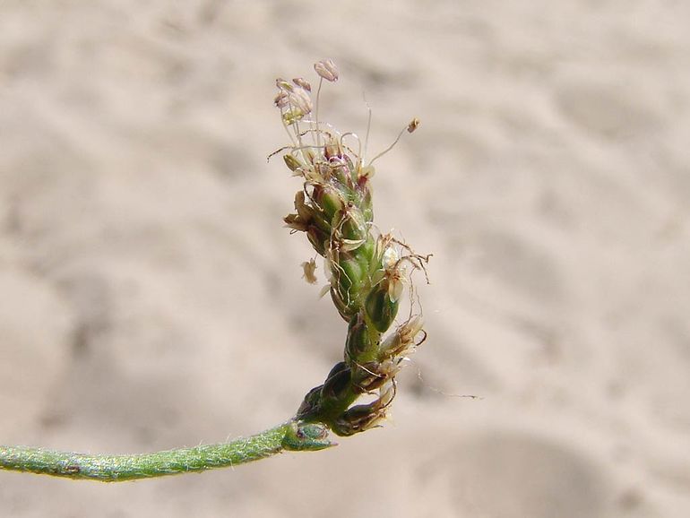 Hertshoornweegbree, met de bruinrode helmknopjes van de meeldraden