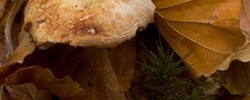Verdroogde paddenstoel