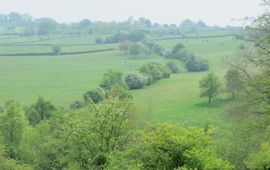 Een groen heuvellandschap in Zuid-Limburg met landbouwgrond en natuurlijke elementen