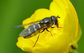 Menno Reemer De zwarsprietwimperzweefvlieg (Dasysyrphus pinastri) is een soort waarvan de larven leven van bladluizen.