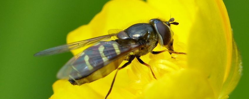 De zwarsprietwimperzweefvlieg (Dasysyrphus pinastri) is een soort waarvan de larven leven van bladluizen.