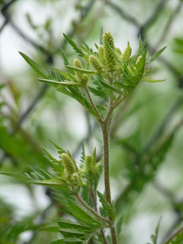 Bloeiwijze van Alsemambrosia