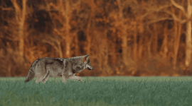 wolf op de Veluwe