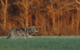 wolf op de Veluwe