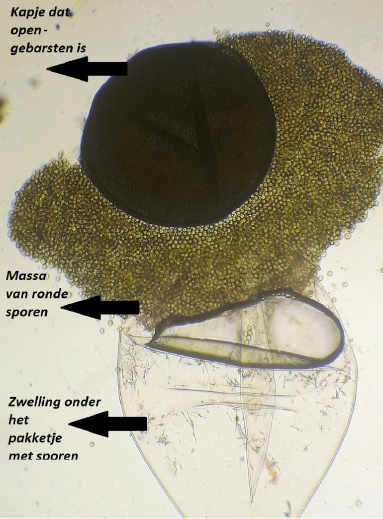 Microscopische opname van een vruchtlichaam (100x vergroot). Het zwarte kapje is opengebarsten, waardoor de sporenmassa is vrijgekomen. De ronde sporen zijn kenmerkend voor Pilobolus oedipus.