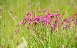 Provincie Overijssel Bloemen langs de Regge