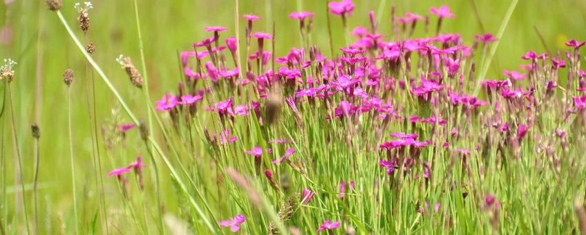 Bloemen langs de Regge