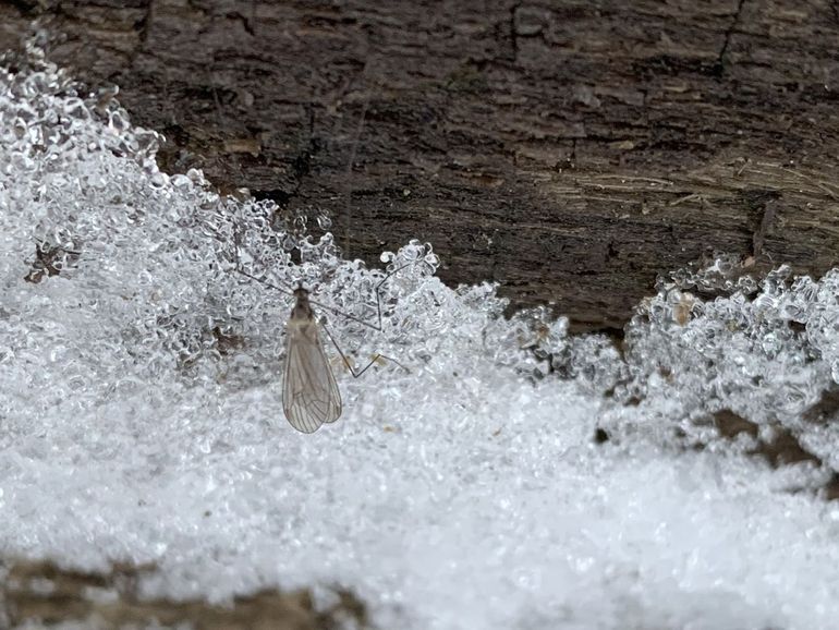 Wintermuggen kunnen goed tegen kou