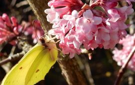 citroenvlinder viburnum - primair