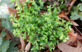 Rutger Barendse, Saxifraga Tuinwolfsmelk