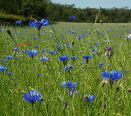 Korenbloemen