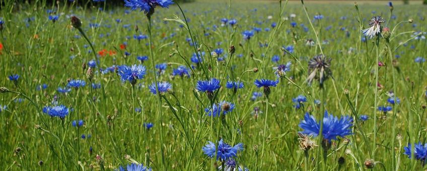Korenbloemen