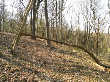 Na de beheeringreep in het Wijlrebos in maart 2014...