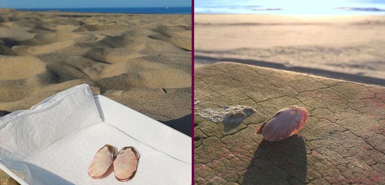 Tweemaal een Zonneschelp-doublet, gevonden op Texel