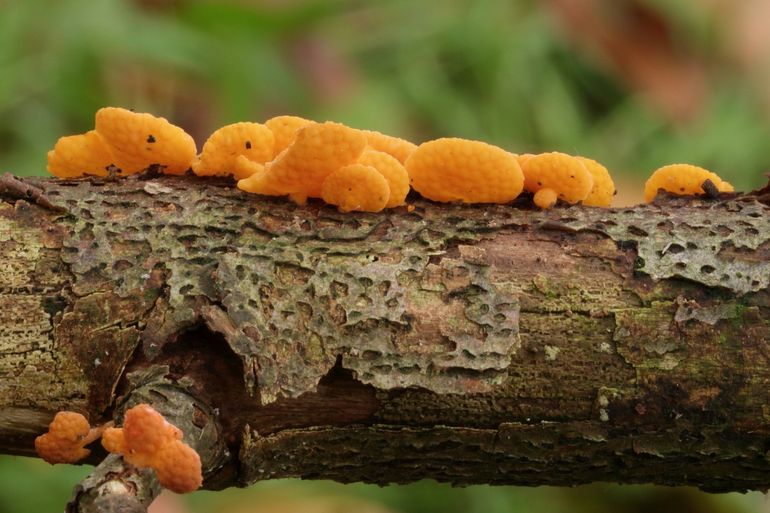 Bovenzijde Favolaschia calocera