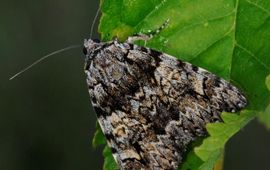 Eikenweeskind (Overijse, juli 2011)