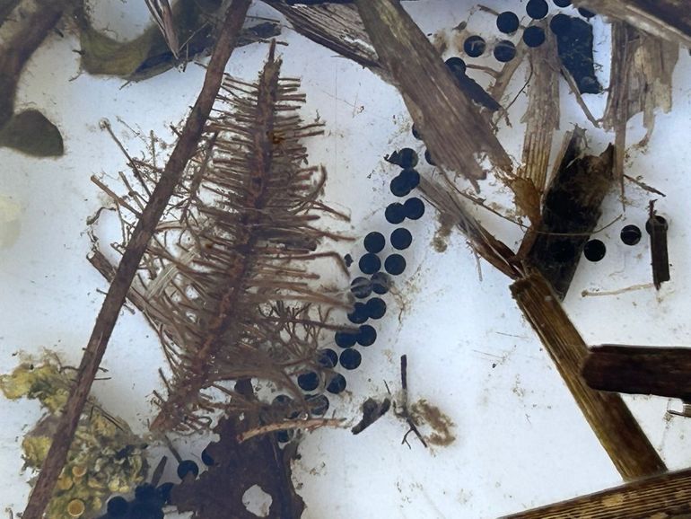 Paddeneitjes worden niet in klompen, maar in snoeren afgezet